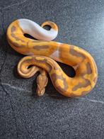 Python regius, Dieren en Toebehoren, Reptielen en Amfibieën, Slang, 0 tot 2 jaar