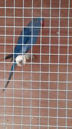 Halsband parkiet man 2025, Dieren en Toebehoren, Parkiet, Geringd