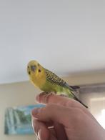 Jonge grasparkiet, Mannelijk, Tropenvogel, Geringd