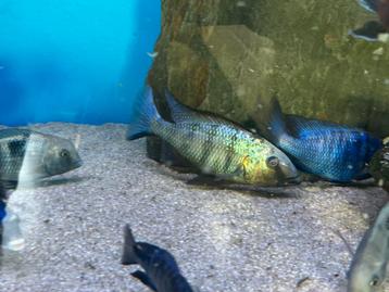 Malawi Fossorochromis Rostratus koppel beschikbaar voor biedingen