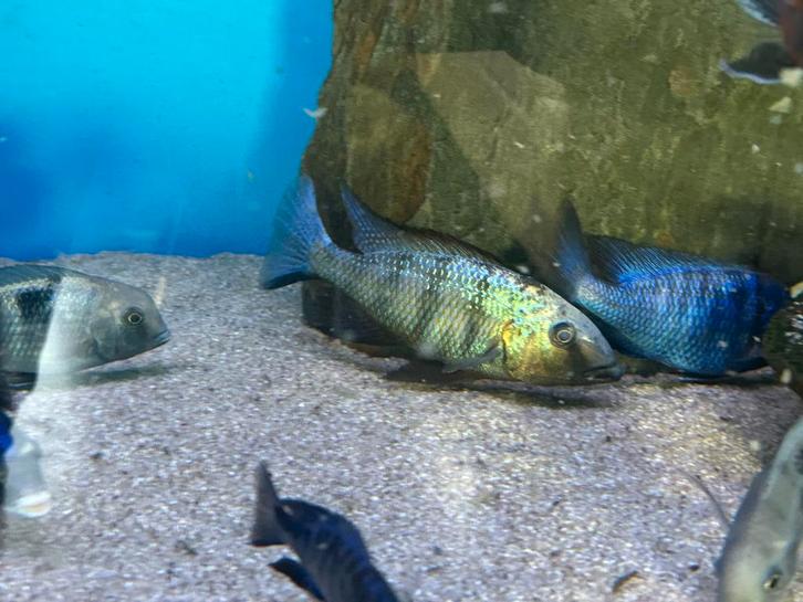 Malawi Fossorochromis Rostratus koppel, Dieren en Toebehoren, Vissen | Aquariumvissen, Zoetwatervis, Vis