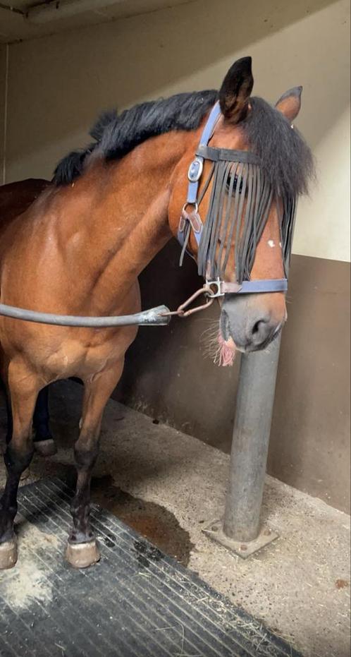 Mozus hof ter zeedycke, Dieren en Toebehoren, Pony's, Ruin, D pony (1.37m tot 1.48m), 11 jaar of ouder, Met stamboom, Gechipt