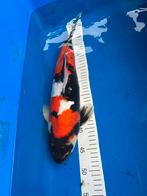 Koi japonais, Animaux & Accessoires, Poissons | Poissons d'étang