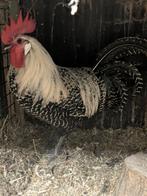 Haan zilverbrakel, Dieren en Toebehoren, Pluimvee