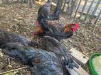 Marans, Dieren en Toebehoren, Pluimvee, Mannelijk, Kip