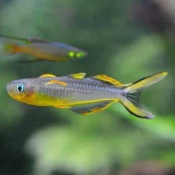 Hobbyaquarium Pseudomugil Furcatus / Vorkstaartje beschikbaar voor biedingen
