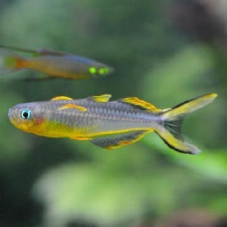 Hobbyaquarium Pseudomugil Furcatus / Vorkstaartje, Dieren en Toebehoren, Vissen | Aquariumvissen, Zoetwatervis, Vis, Schoolvis