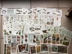 185 postkaarten dieren ganse wereld museum natuurwetenschapp, Non affranchie, Enlèvement ou Envoi