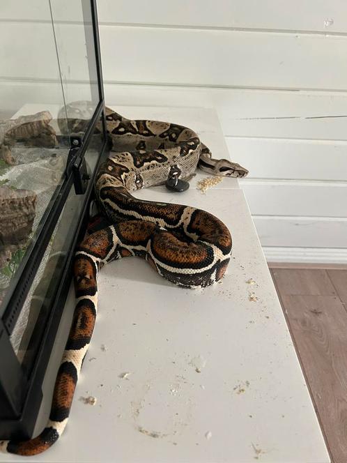 BCI Sonoran hypo 0.1 6 jaar extreem tam, Dieren en Toebehoren, Reptielen en Amfibieën, Slang, Tam