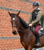 Brave allround merrie, Dieren en Toebehoren, Pony's, Merrie