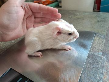 Baby cavia: Wit gladhaar gekruind (mannetje)