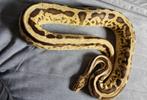 0.1 Leopard Firefly Koningspython, Slang, Tam, 3 tot 6 jaar