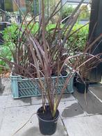 Phormium ‘ Dark Delight’ ( Nieuw Zeelands Vlas ), Tuin en Terras, Planten | Tuinplanten, Ophalen, Vaste plant, Siergrassen, Bloeit niet