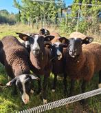 Zwartbles ooien 2025, Dieren en Toebehoren, Schapen, Geiten en Varkens, Vrouwelijk, Schaap, 0 tot 2 jaar