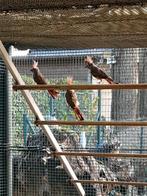 Vermiljoen kardinalen, Dieren en Toebehoren