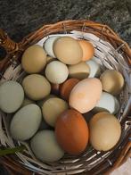 Kippen Eieren, Animaux & Accessoires, Volatiles, Femelle, Poule ou poulet