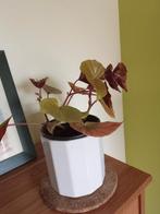 Begonia bonariensis plant, Enlèvement