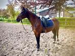 Te koop pony 1,55, Dieren en Toebehoren, B, Gechipt, 11 jaar of ouder, Recreatiepony