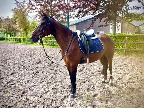 Te koop pony 1,55, Dieren en Toebehoren, Pony's, Merrie, B, E pony (1.48m - 1.57m), Recreatiepony, 11 jaar of ouder, Gechipt, Ontwormd