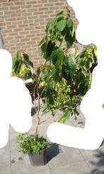 cherimoya, Ophalen, Vaste plant, Halfschaduw, Zomer