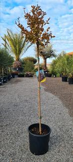 Lagersgroemia op stam, Tuin en Terras, Planten | Bomen, Ophalen