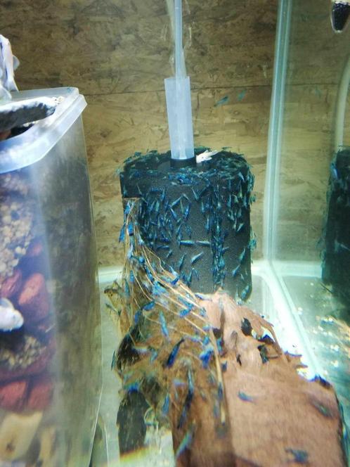 Blue diamond garnalen - aquarium leegmaken - 100 stuks!, Dieren en Toebehoren, Vissen | Aquariumvissen, Zoetwatervis, Kreeft, Krab of Garnaal