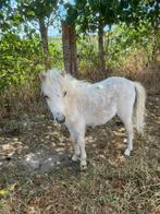 Palomino shetland merrie veulen zoek een nieuwe thuis, Dieren en Toebehoren, Pony's