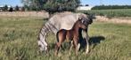 3 jarige merrie met hengstenveulen Quarab arabier x quarter, Dieren en Toebehoren, Merrie