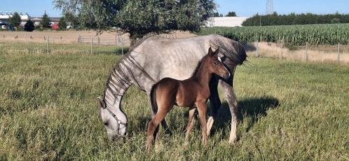 3 jarige merrie met hengstenveulen Quarab arabier x quarter, Dieren en Toebehoren, Paarden, Merrie