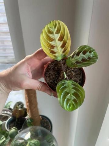 Maranta Massangeana Black  beschikbaar voor biedingen