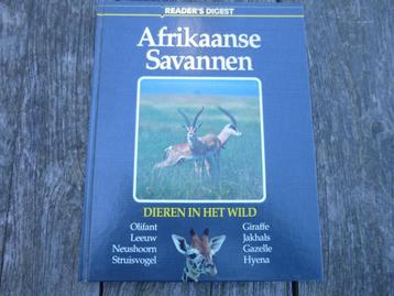 Afrikaanse savannen. beschikbaar voor biedingen