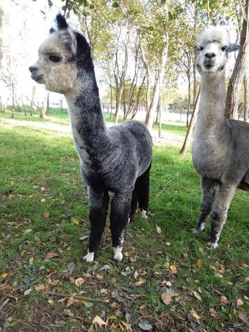 Alpaca merrie beschikbaar voor biedingen