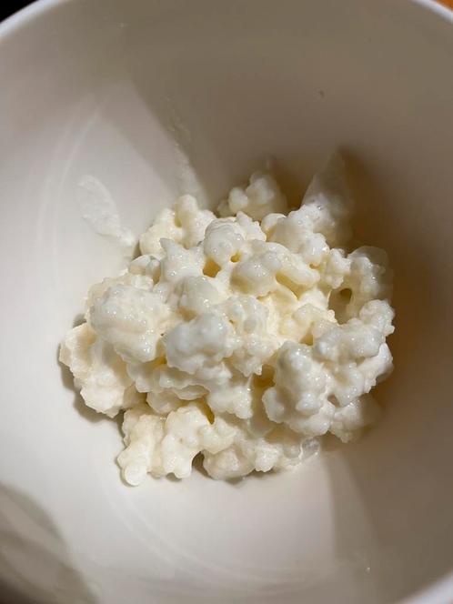 Kefir korrels melk (+plastiek zeefje te koop), Hobby en Vrije tijd, Overige Hobby en Vrije tijd, Ophalen