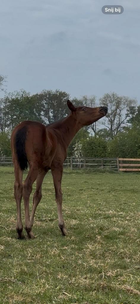 Veelbelovend hengstenveulen, Dieren en Toebehoren, Paarden, Hengst, 0 tot 2 jaar