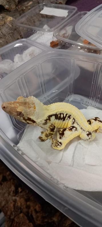 1.1 Toekomstig koppel wimpergekko crested gecko man & vrouw beschikbaar voor biedingen