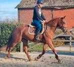 6 jarige lieve allround ruin, Dieren en Toebehoren, Springpaard, Ruin, 3 tot 6 jaar, 160 tot 165 cm