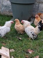 2 jonge chabo haantjes, Dieren en Toebehoren, Pluimvee, Mannelijk, Kip