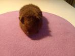 Cavia beertje us Teddy 4 weken., Dieren en Toebehoren, Knaagdieren, Cavia, Juni, Mannelijk, Tam