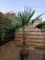 Palmier, Tuin en Terras, Planten | Bomen, Palmboom, 100 tot 250 cm