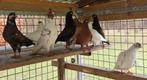 Portugese Tuimelaars, Dieren en Toebehoren, Vogels | Duiven, Meerdere dieren, Tuimelaar of Roller