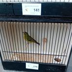 Jong dikbek 2025, geboren juni, staat op de foto, Dieren en Toebehoren, Vogels | Overige Vogels, Geringd