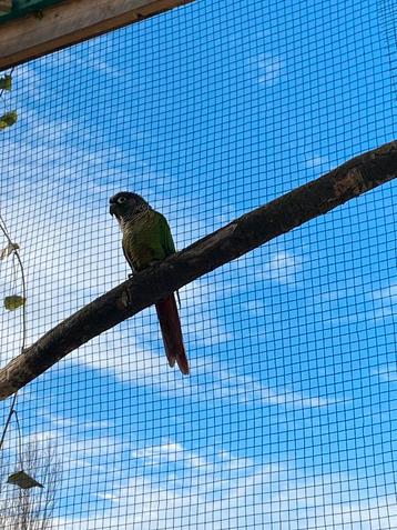 Pour propriétaires de conure, Enlèvement ou Envoi, Autres types