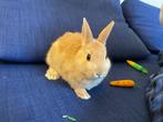 Lapin, Dieren en Toebehoren, Konijnen, Vrouwelijk, Dwerg, 0 tot 2 jaar
