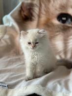kittens Britse korthaar/ langhaar, Meerdere dieren, Gechipt, 0 tot 2 jaar