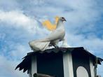 Mooie pauwstaartjes zoeken een thuis, Meerdere dieren, Overige soorten