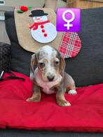 korthaar teckel pups, Dieren en Toebehoren, België, CDV (hondenziekte), 8 tot 15 weken, Korthaar