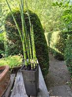 Schaafstro, Tuin en Terras, Planten | Tuinplanten, Ophalen, Volle zon, Vaste plant, Bloeit niet