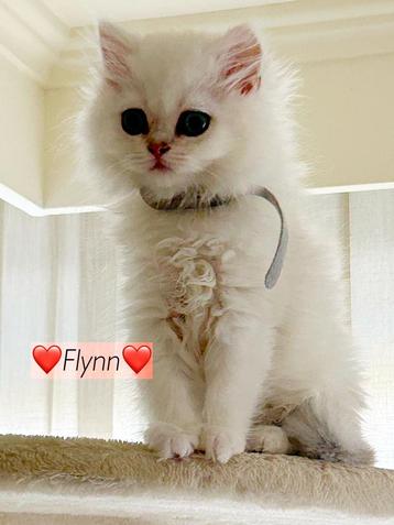 Britse langhaar kittens, met stamboom, Chat, Vermifugé, 0 à 2 ans