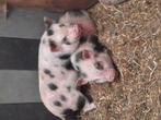 Gottinger mini varkentjes, Dieren en Toebehoren, Schapen, Geiten en Varkens, Meerdere dieren, Varken, 0 tot 2 jaar