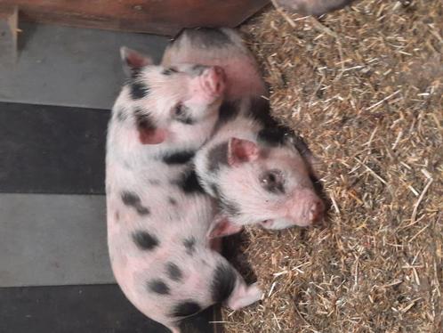 Gottinger mini varkentjes, Dieren en Toebehoren, Schapen, Geiten en Varkens, Varken, Meerdere dieren, 0 tot 2 jaar